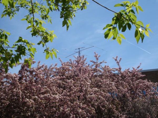 The antennas at Courage Center, with flowering crab trees in the foreground.